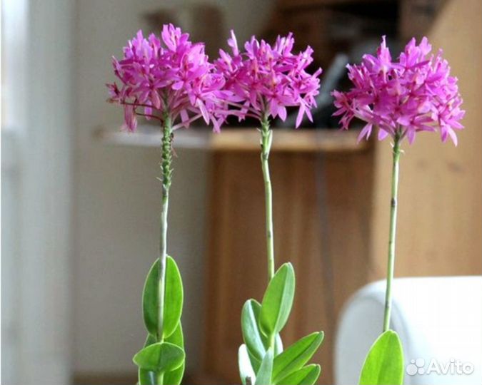 Epidendrum Nordic Fire редкая ароматная Отцвела