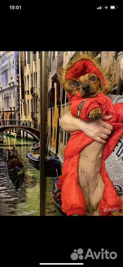 Комбинезон для собак