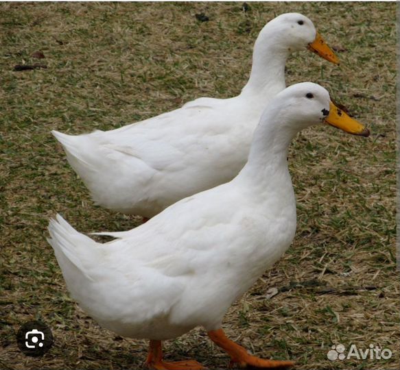 Инкубационное яйцо утка ск6 Чехия, пекинская утка