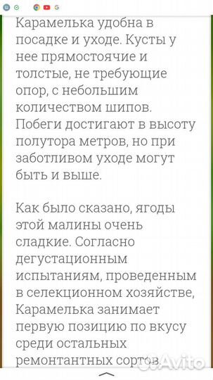 Малина ремонтантная Карамелька (саженцы)