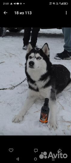 Отдам Хаски