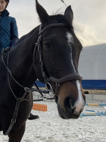 Анатомическая уздечка Acavallo, размер full