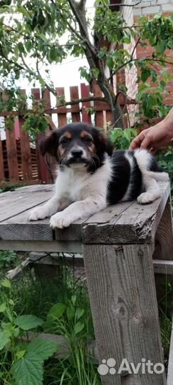 Невероятной красоты девочка, 2.5 мес