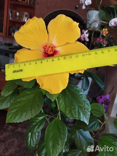 Гибискус желтый