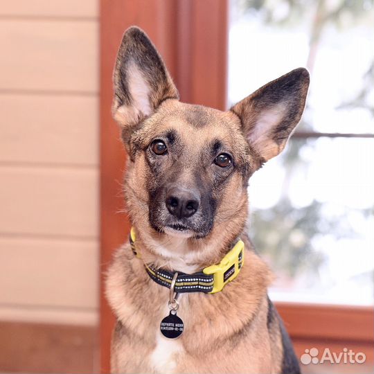 Отдаю собаку в добрые руки