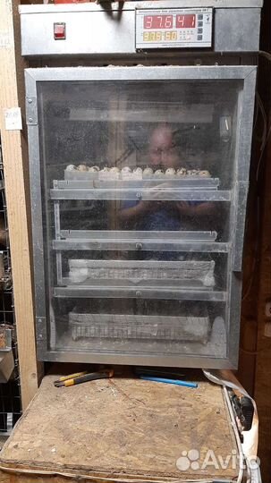 Инкубационное яйцо пепепелов