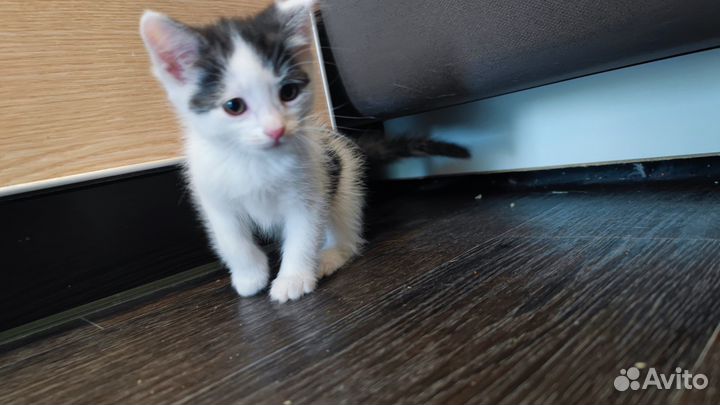 Котенок мальчик в добрые руки