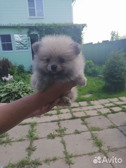 Померанский шпиц