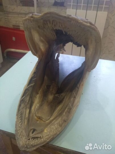 Голова щуки (чучело)