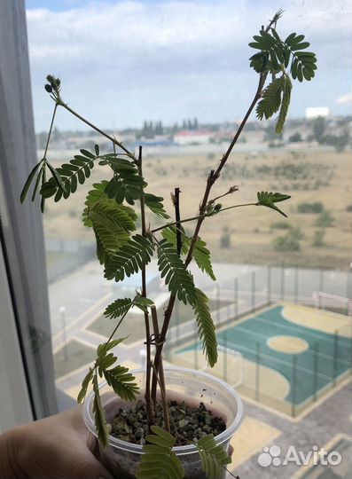 Мимоза стыдливая