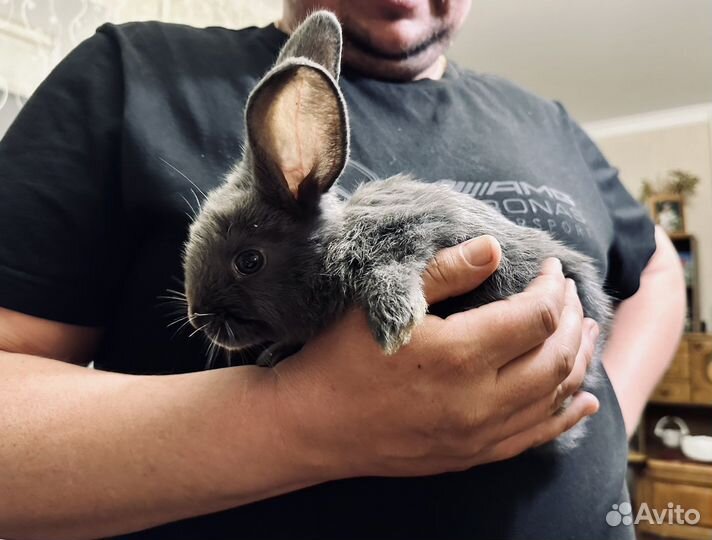 Декоративные кролики