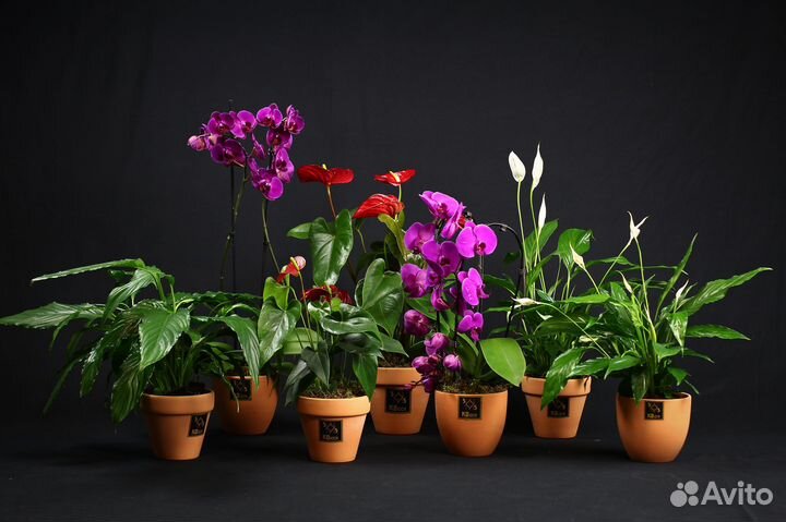 Спатифиллум Комнатные цветы