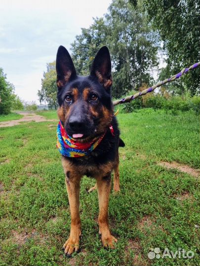 Овчарка в дар