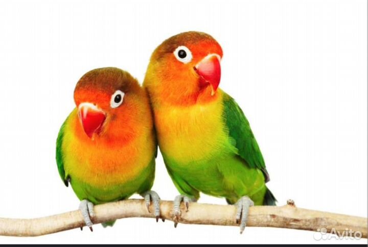 Попугаи волнистые