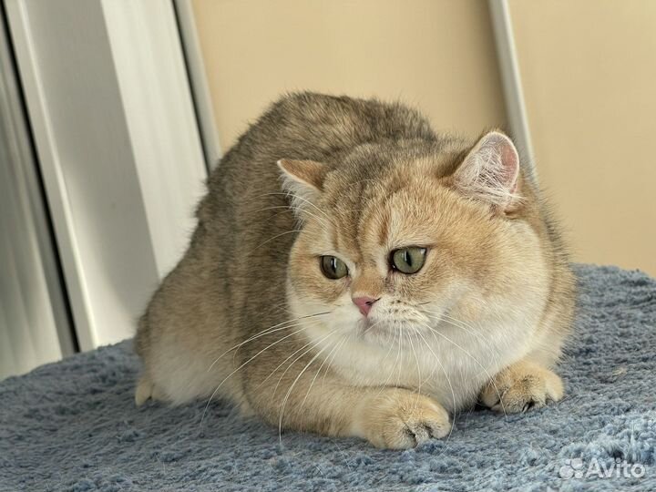 Золотой британец котик