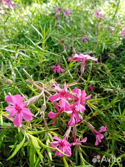 Шировидные флоксы