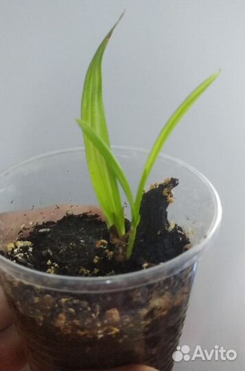 Циперус вариегатный