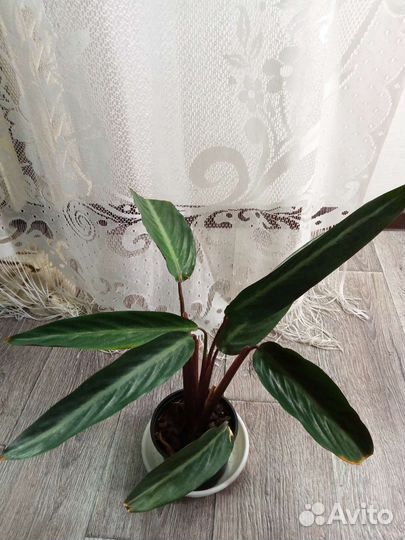 Строманта марун