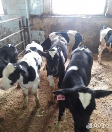 Телята бычки мясные