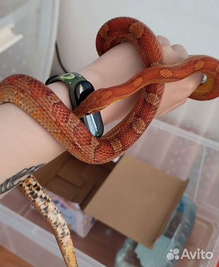 Передержка клеточных животных