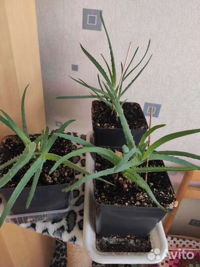 Комнатные цветы алоэ