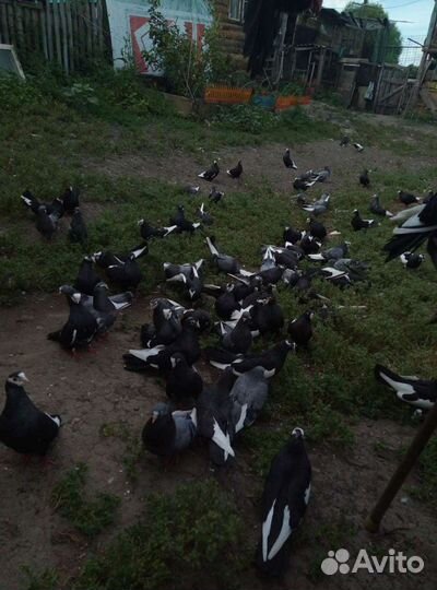 Курский Турман