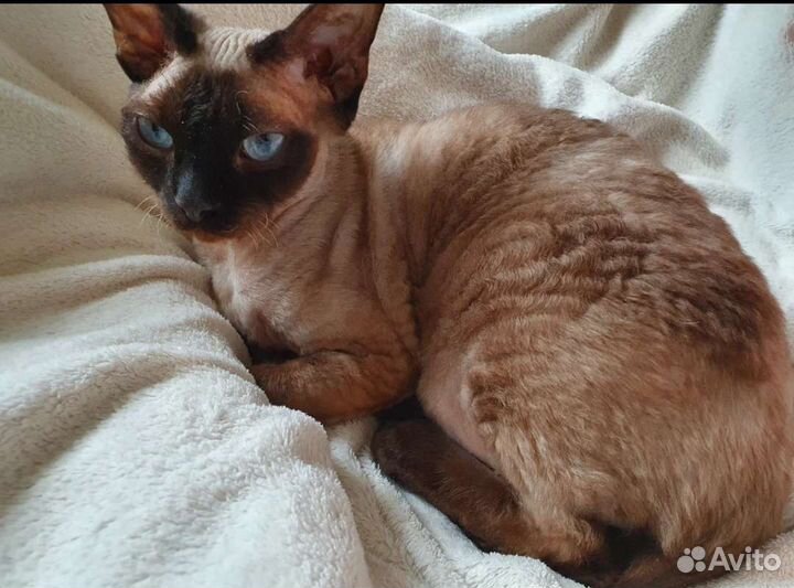 Кот девон-рекс, чудесный характер