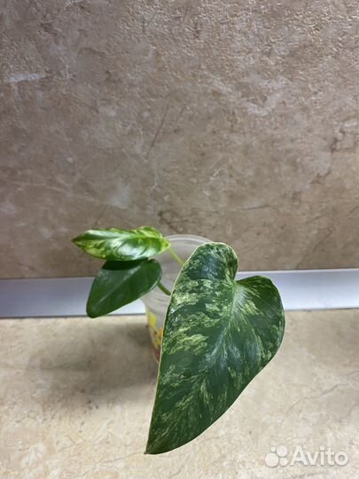 Филодендрон Гигантум вариегатный