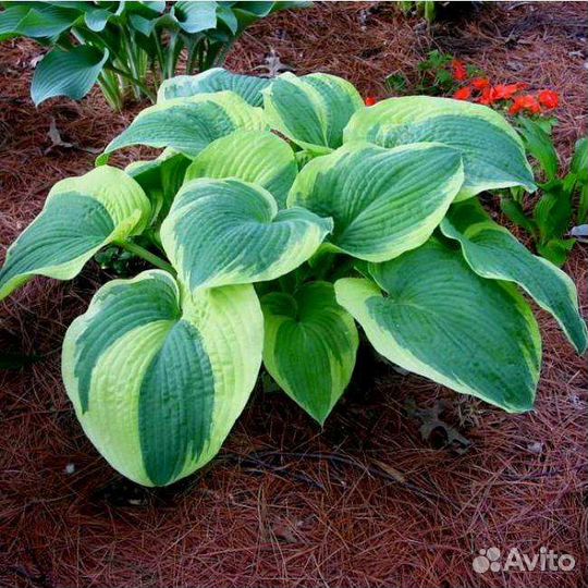 Хоста American halo