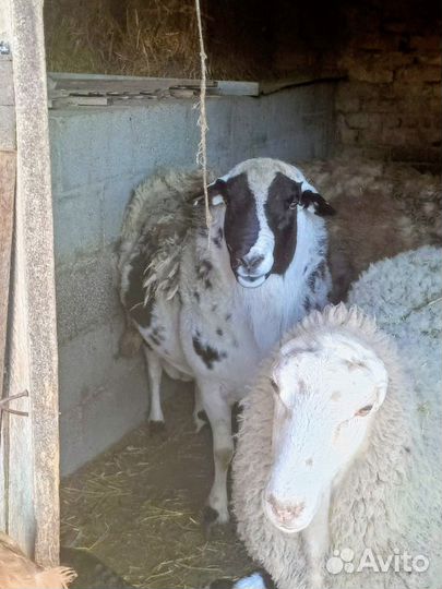 Дорпер баран