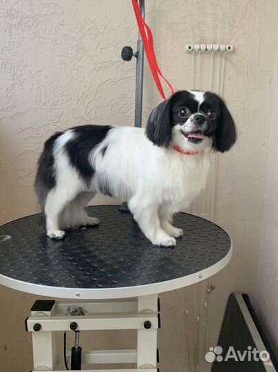 Стрижка собак и кошек (Груминг)