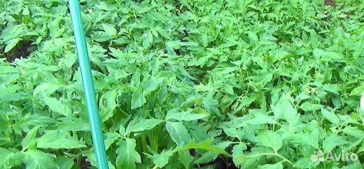 Рассада помидоров разных сортов,перец,баклажаны