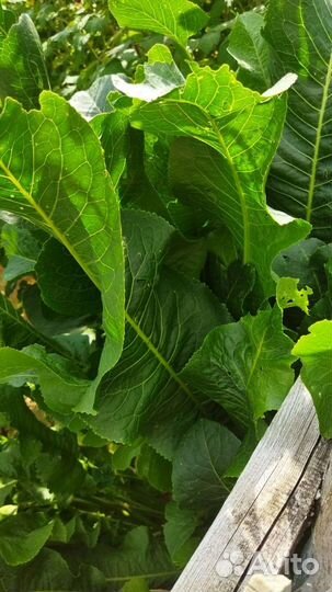 Пучки для засолки