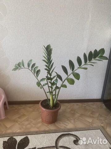 Замиокулькас для офиса