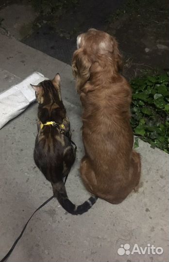 Бенгальский кот