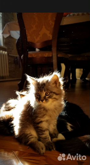 Отдам в добрые руки