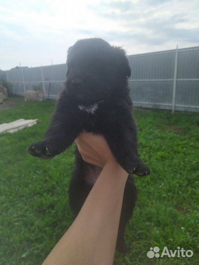 Собака в добрые руки щенок