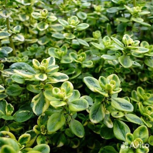 Тимьян (Чабрец, Чабер) лимоннопахнущий Mystic Lemo