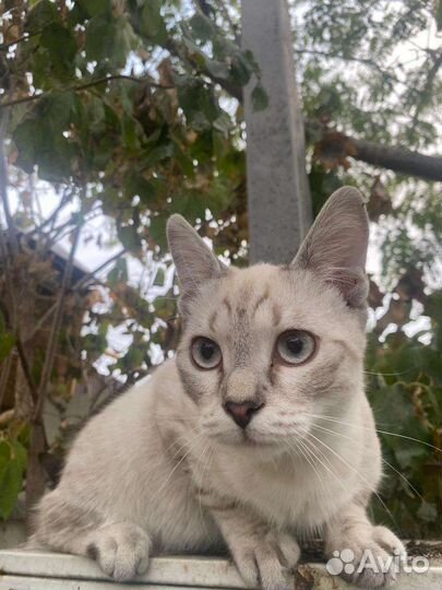 Кот потеряшка