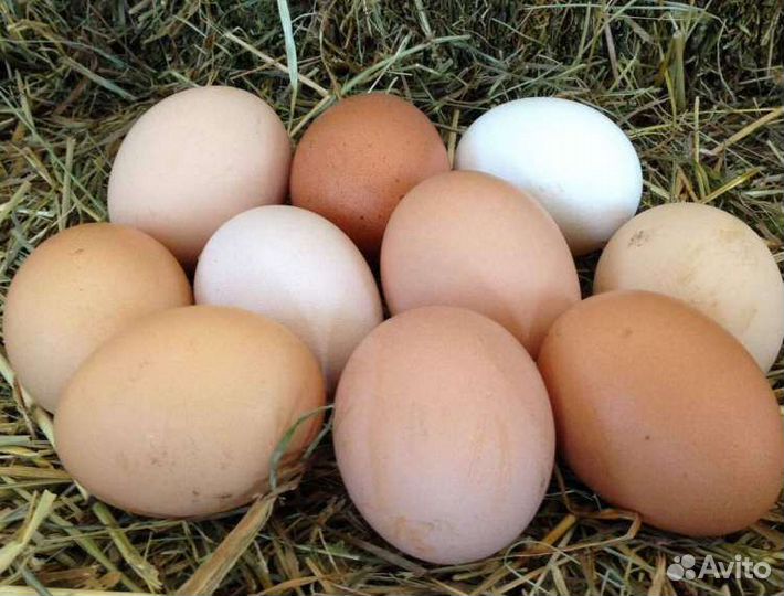 Домашние куриные яйца