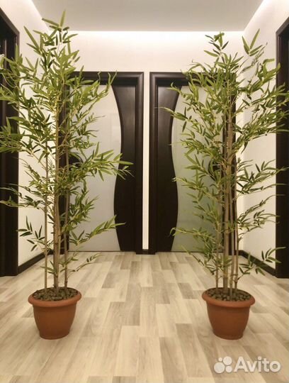 Бамбук Новые