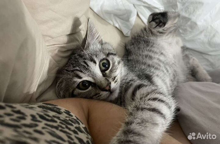 Котенок 8мес