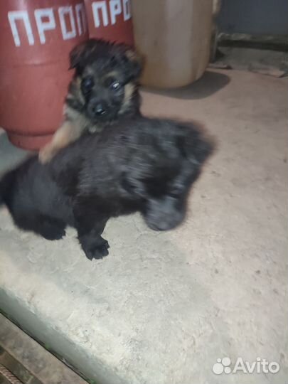 Черная немецкая овчарка