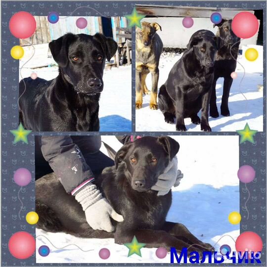 Щенок в добрые руки бесплатно