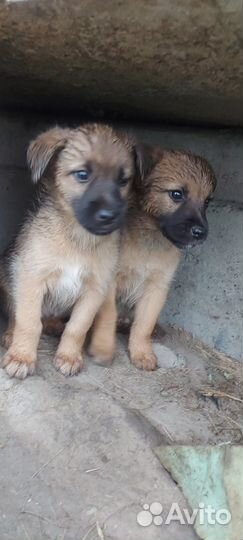 Щенята охранники, мальчики и девочки