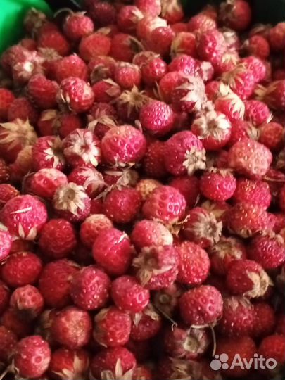 Лесная клубника