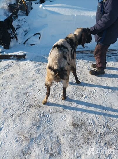 Англо нубийский козел