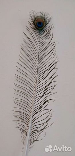 Перья павлина