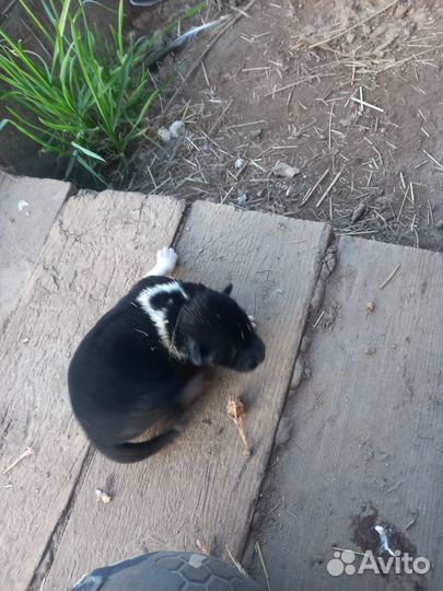 Щенки Русско европейской лайки