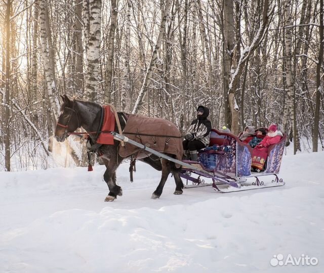 Упряжная и верховая кобыла
